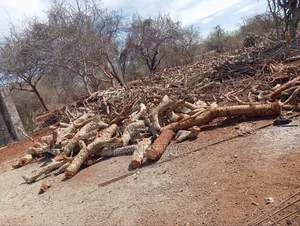Firewood for Sell