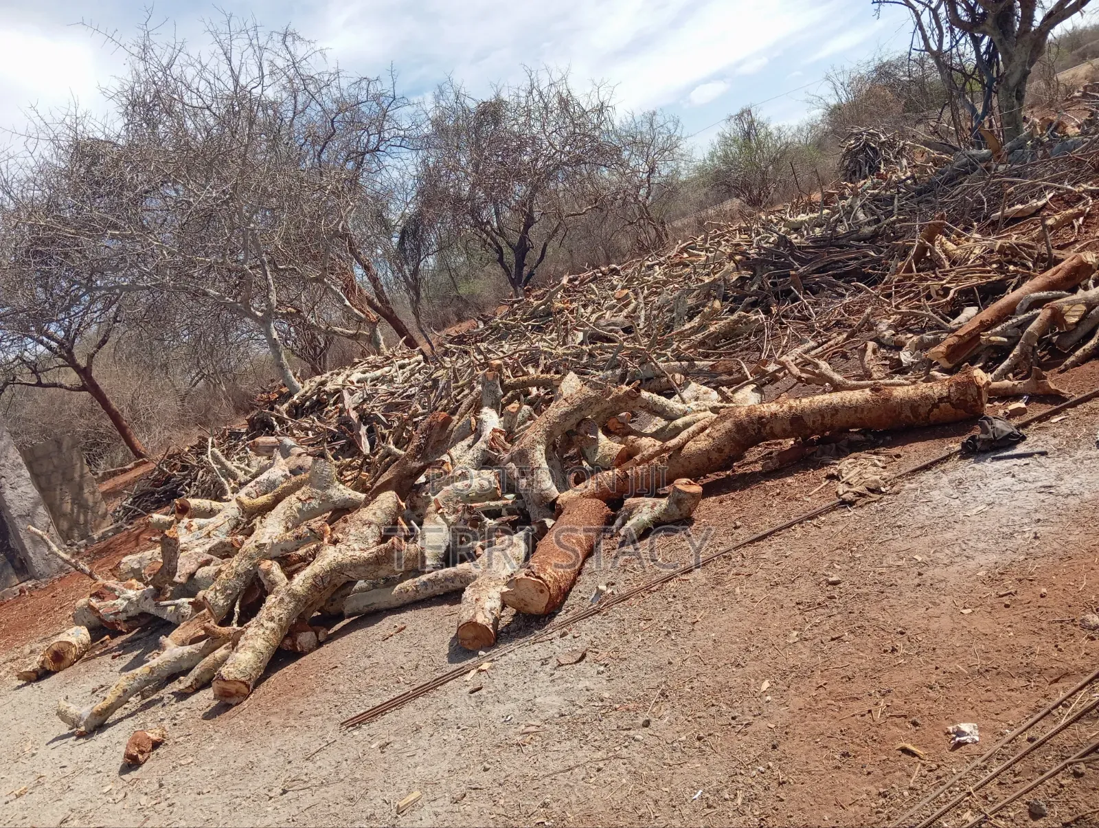 Firewood for Sell