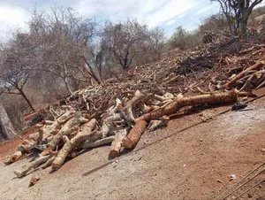 Firewood for Sell