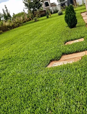Arabic Grass Pemba Green Zibabwe Capet Grass Is Available