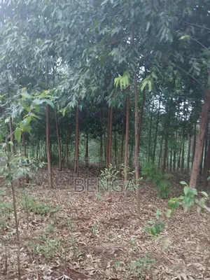 50x100 Plot Near Nembu Town Gatundu South