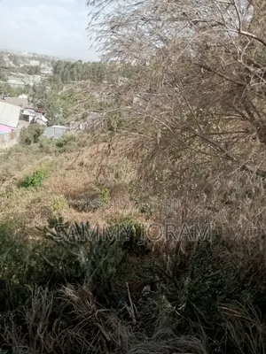 Plot at Miwongoni Macha