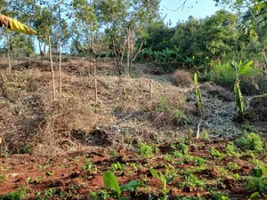 Makuyu Kamahuha Igikiro Prime Plots