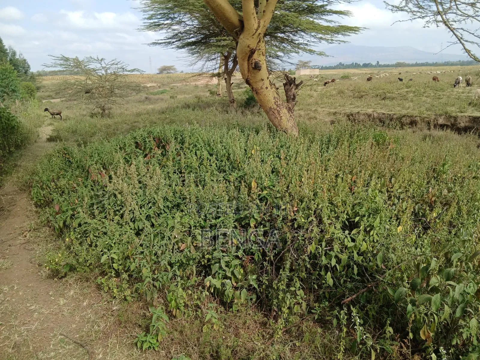 Mai Mahiu Prime Plot for Sale