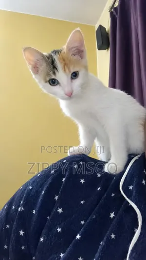 3-6 months Male Purebred Tabby