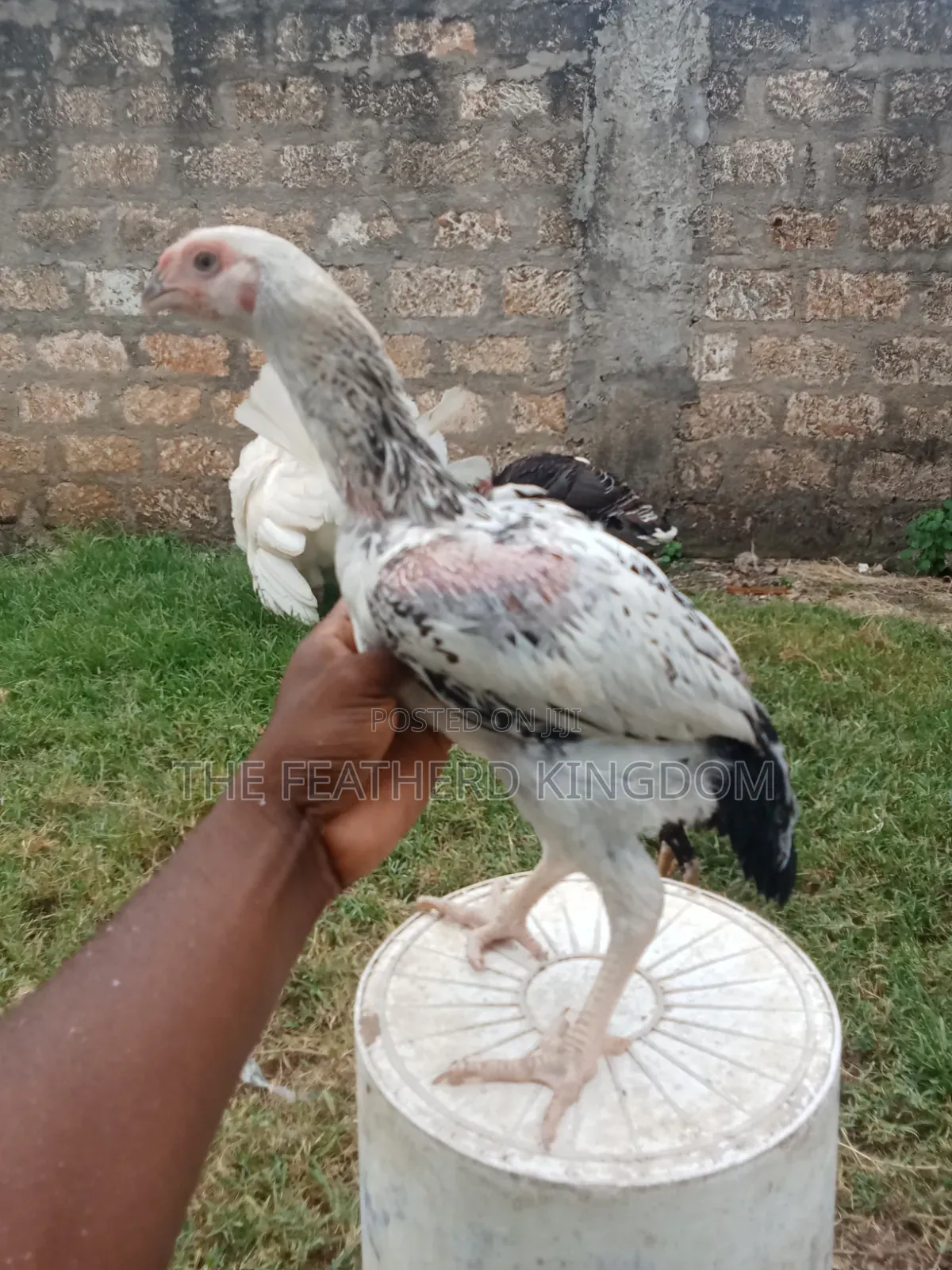 Indio Gigante Chicken