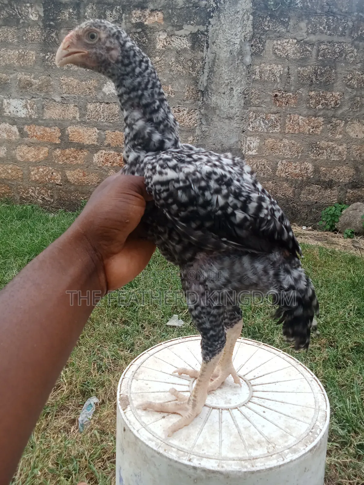 Indio Gigante Chicken