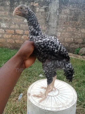 Indio Gigante Chicken