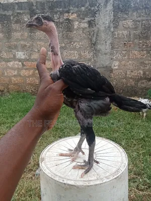 Indio Gigante Chicken