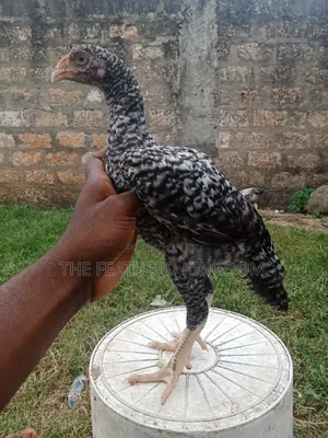 Indio Gigante Chicken