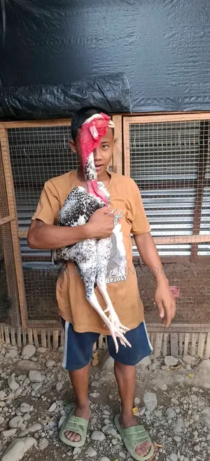 Indio Gigante Chicken
