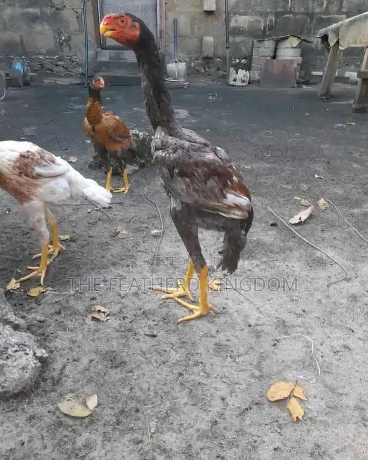 Indio Gigante Chicken