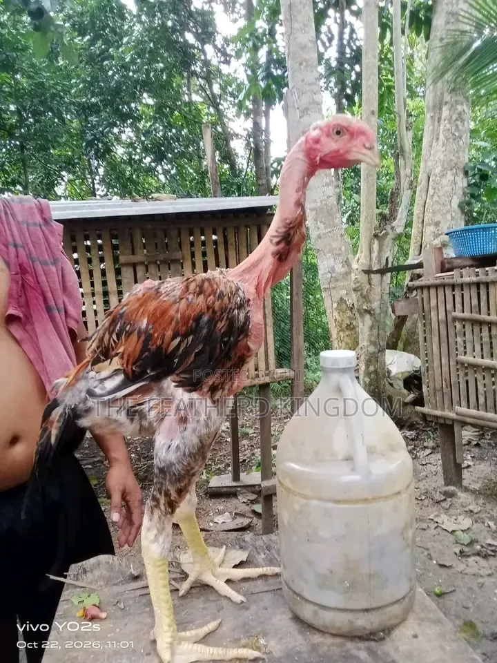 Indio Gigante Chicken