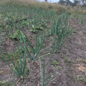 Fresh Vegetable for Sale