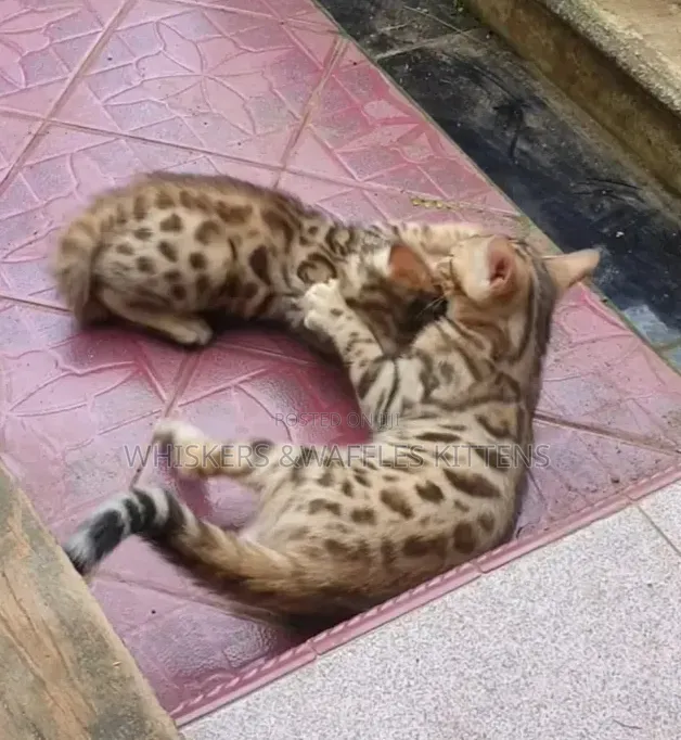 1-3 months Female Purebred Bengal