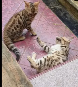 1-3 months Female Purebred Bengal