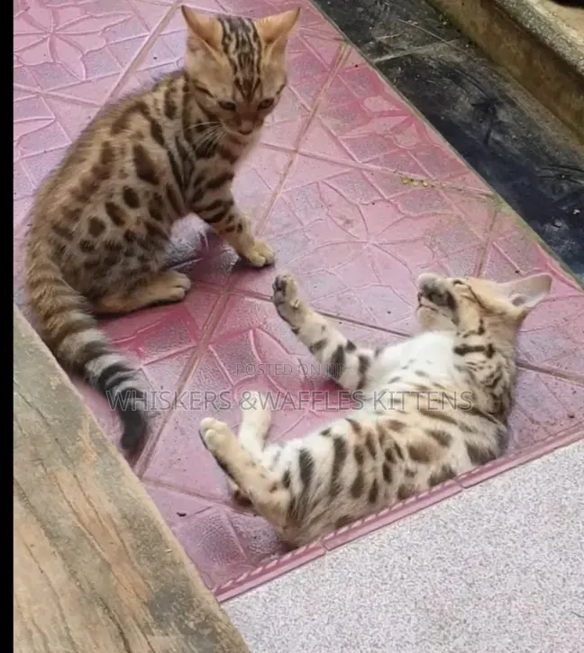 1-3 months Female Purebred Bengal