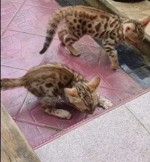 1-3 months Female Purebred Bengal