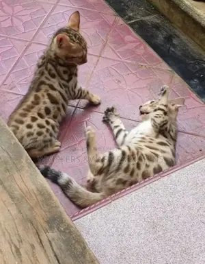 1-3 months Female Purebred Bengal