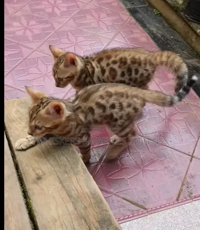 1-3 months Female Purebred Bengal
