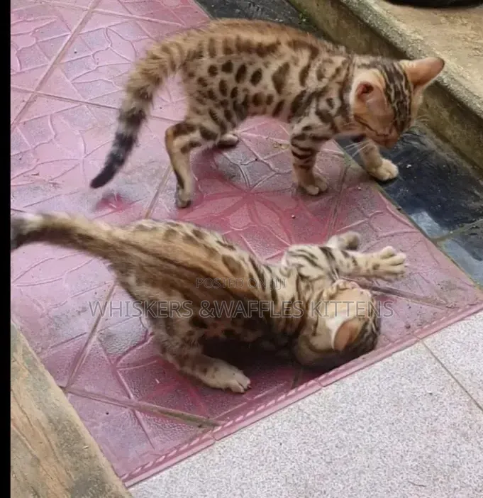 1-3 months Female Purebred Bengal