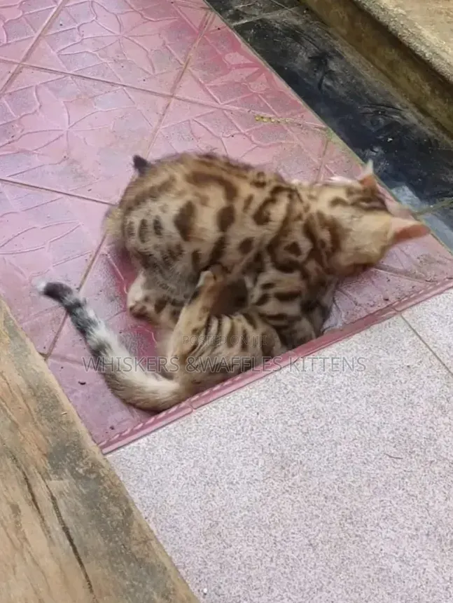 1-3 months Female Purebred Bengal