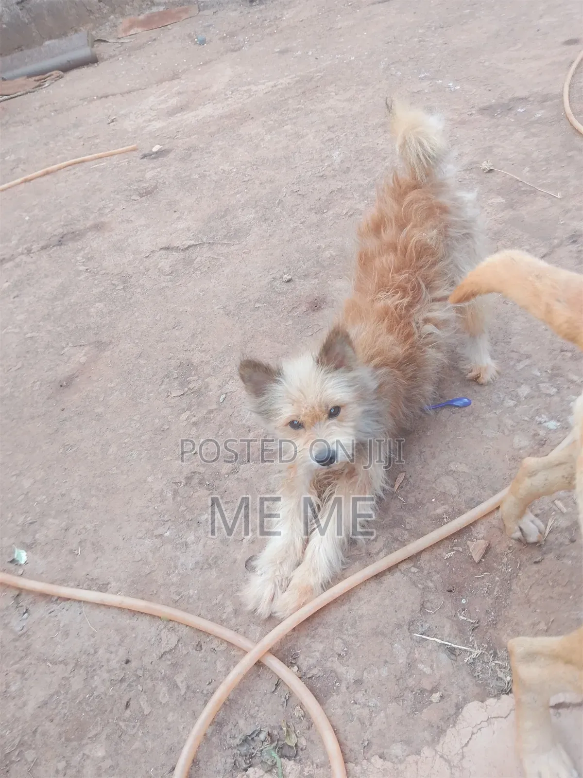 6-12 months Male Mixed Breed Airedale Terrier