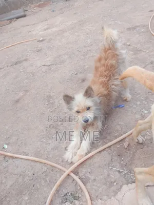 6-12 months Male Mixed Breed Airedale Terrier