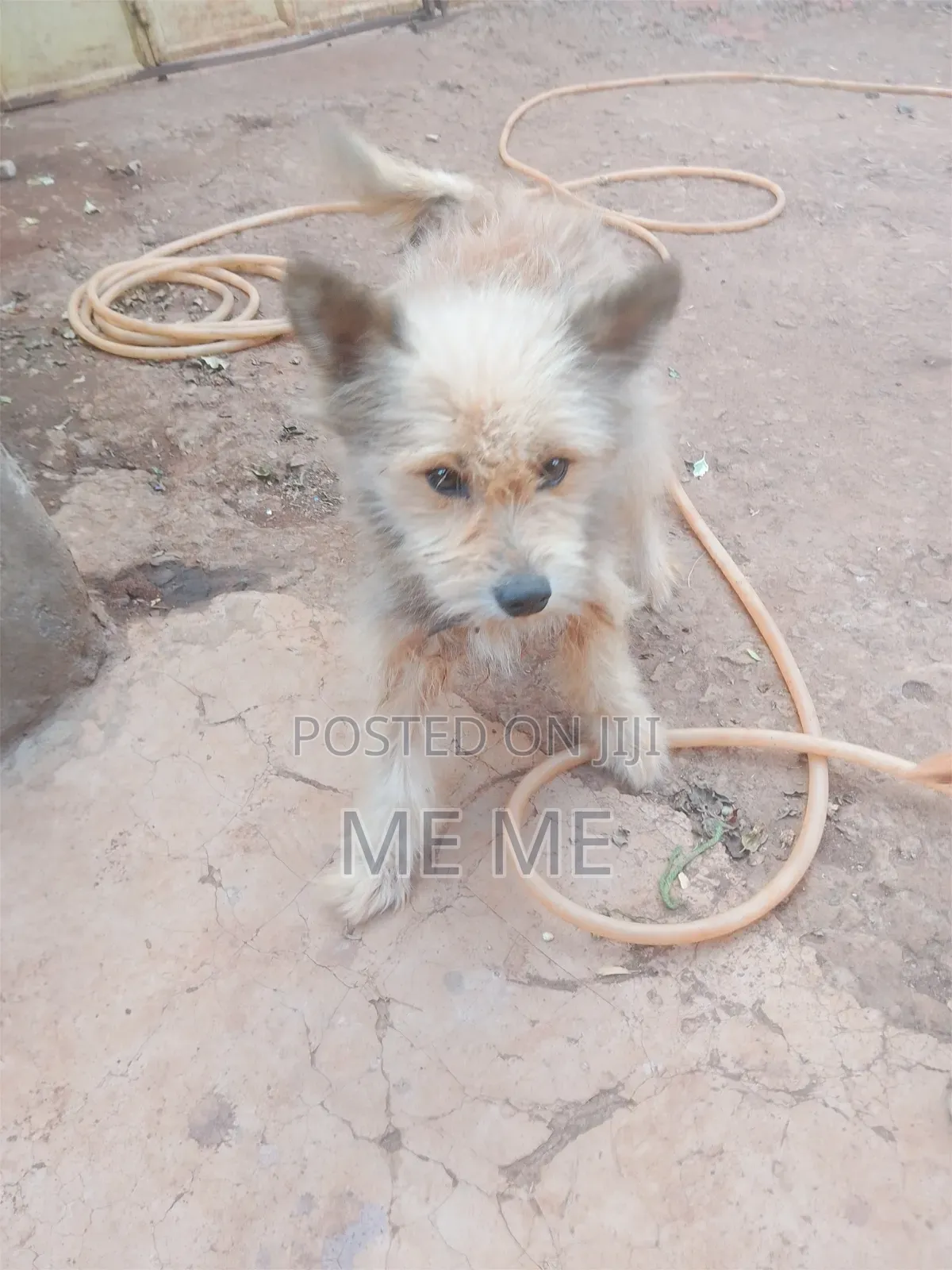 6-12 months Male Mixed Breed Airedale Terrier
