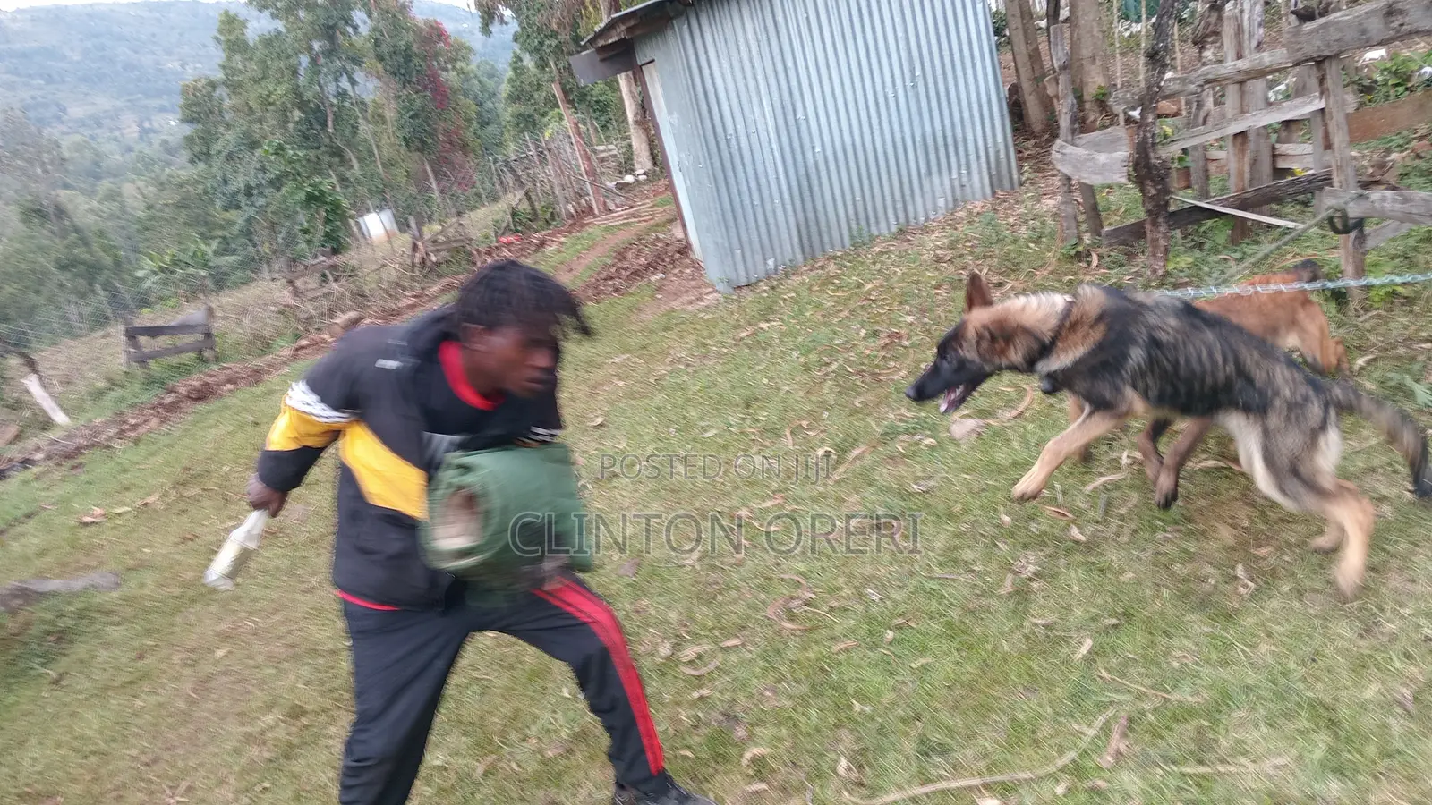 Dog Training