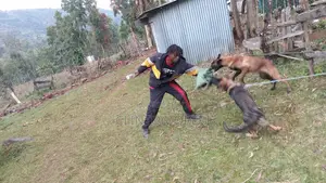 Dog Training
