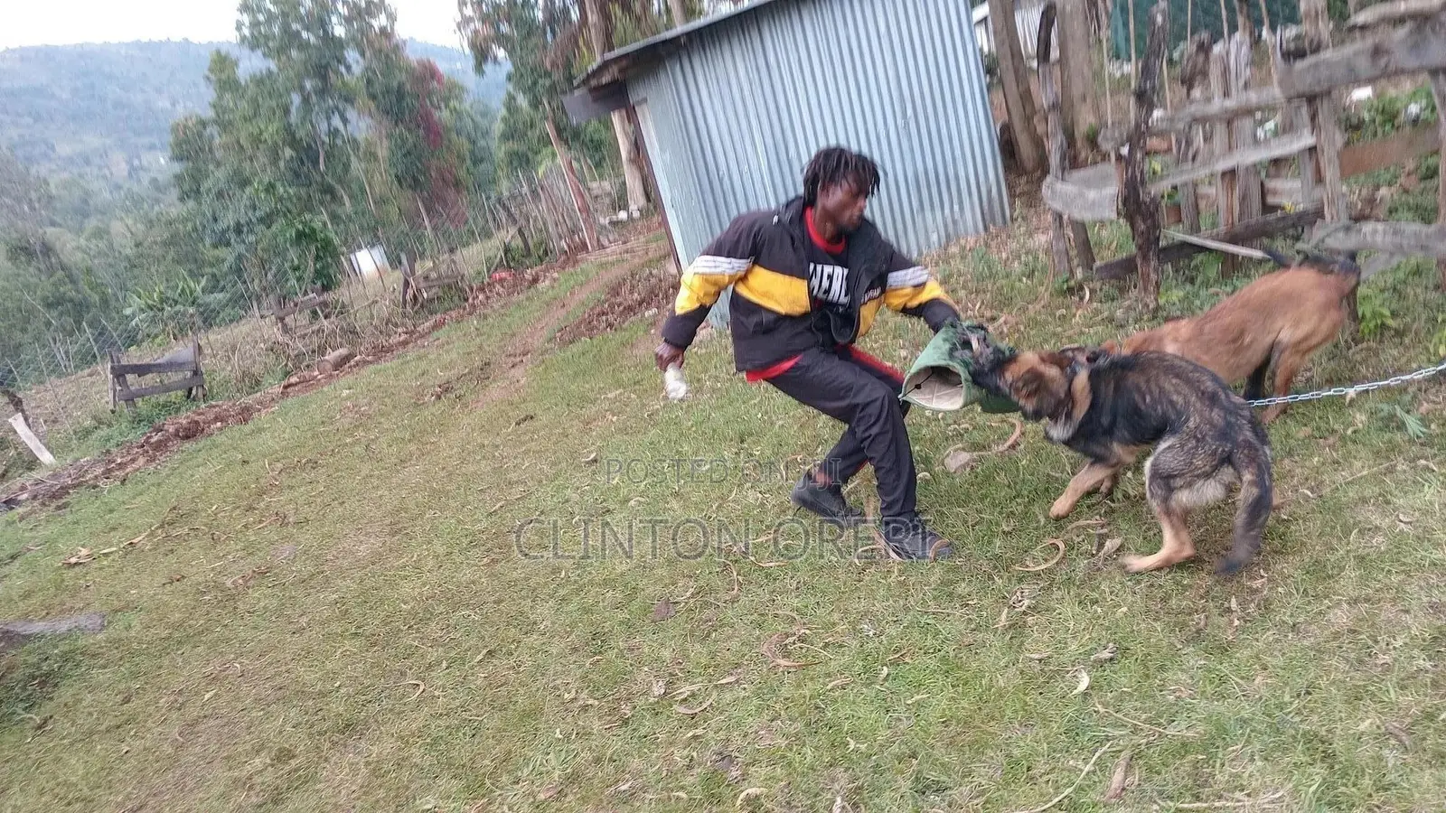 Dog Training