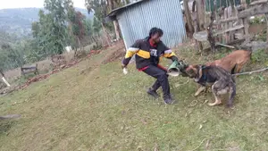 Dog Training