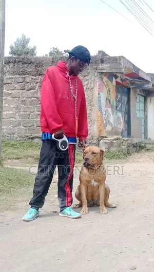 Dog Training