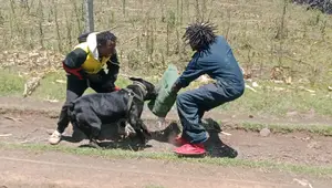 Dog Training