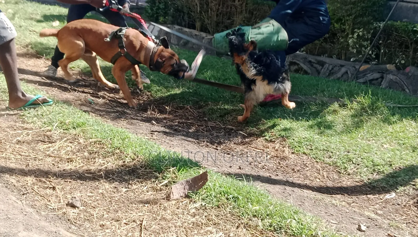 Dog Training