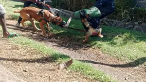 Dog Training