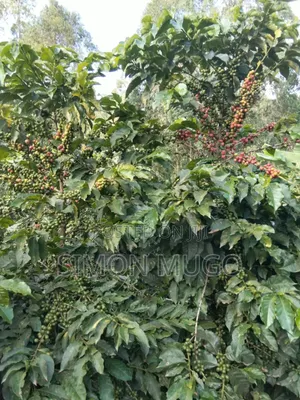 KIAMBU Komothai Prime 2 Acres With River Fronting and on Tarmac
