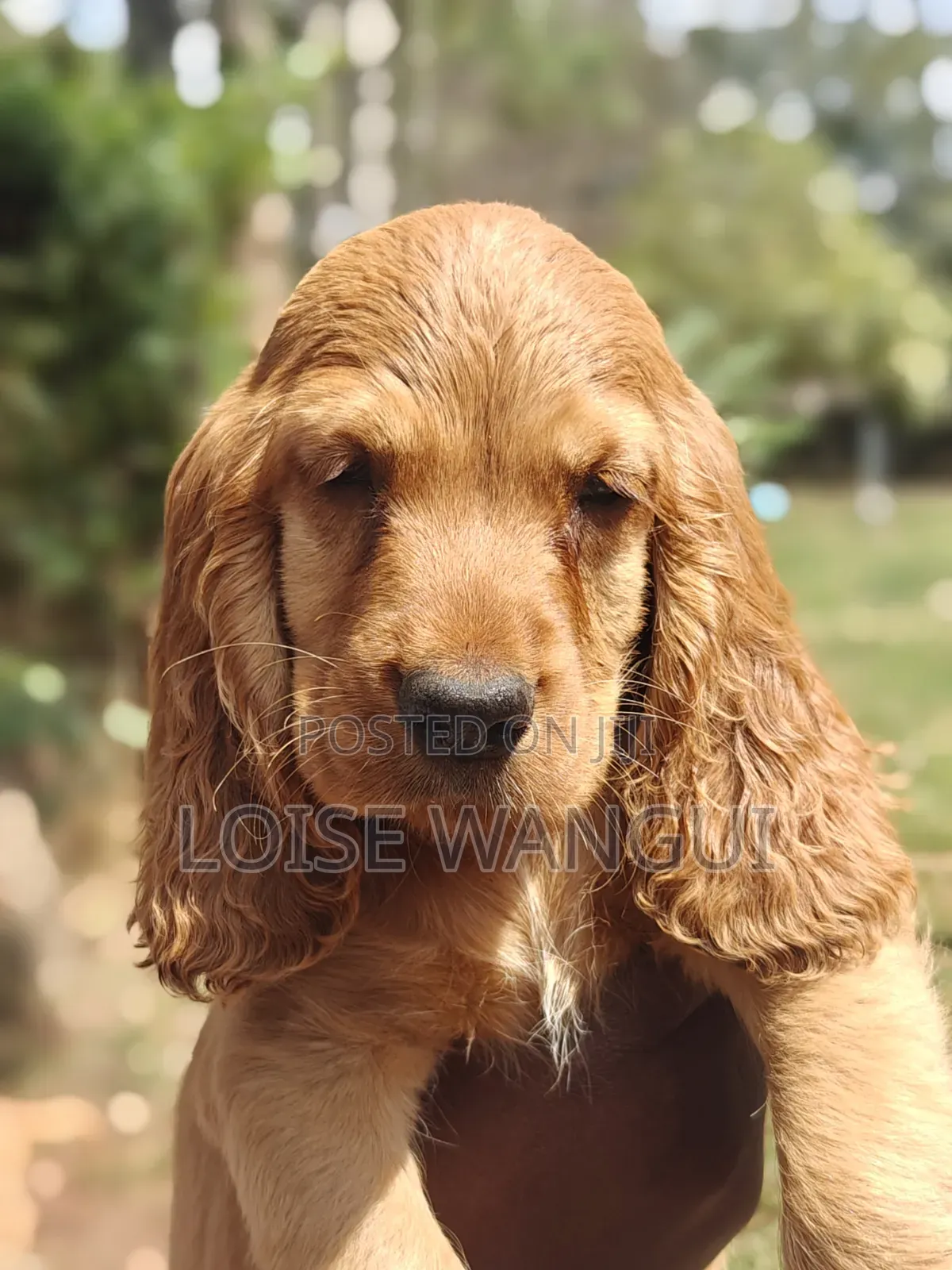 1-3 months Female Purebred Cocker Spaniel