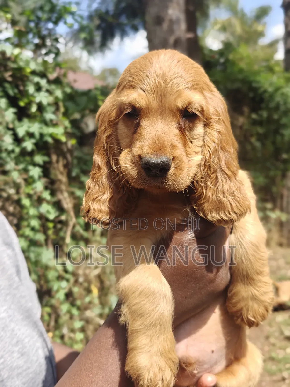 1-3 months Female Purebred Cocker Spaniel