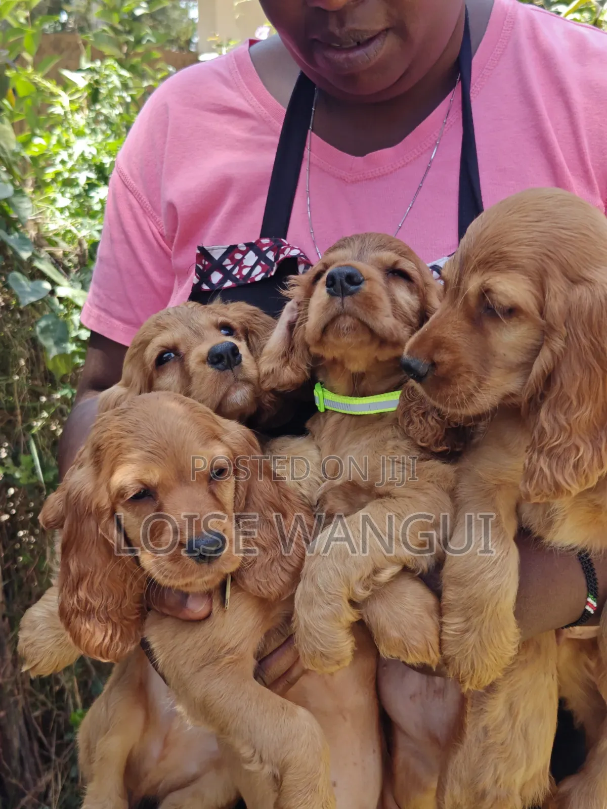 1-3 months Female Purebred Cocker Spaniel