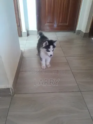 1-3 months Female Purebred Siberian Husky
