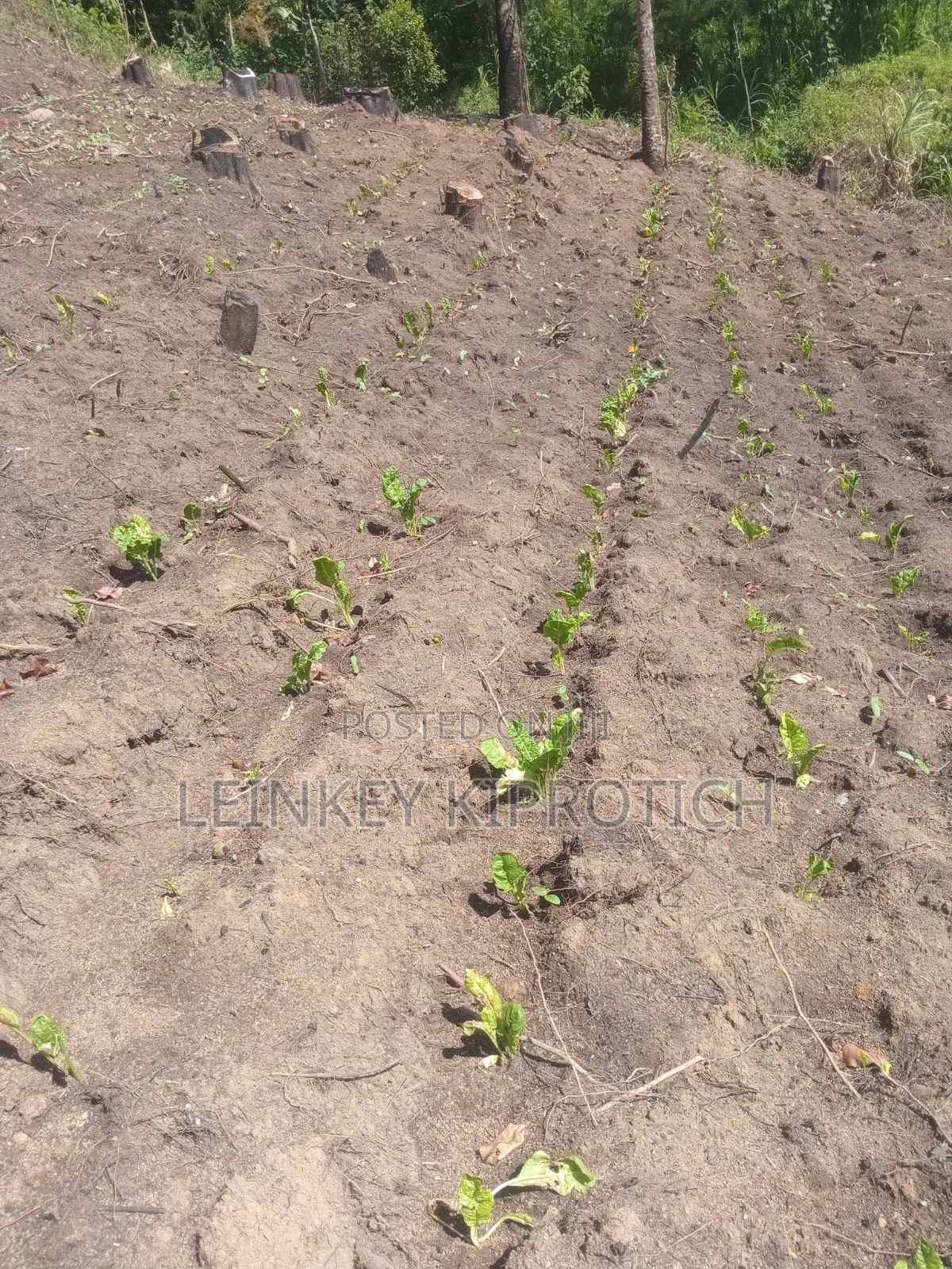 Fresh Farm Vegetables