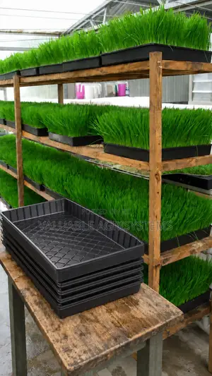 Hydroponics Fodder Trays