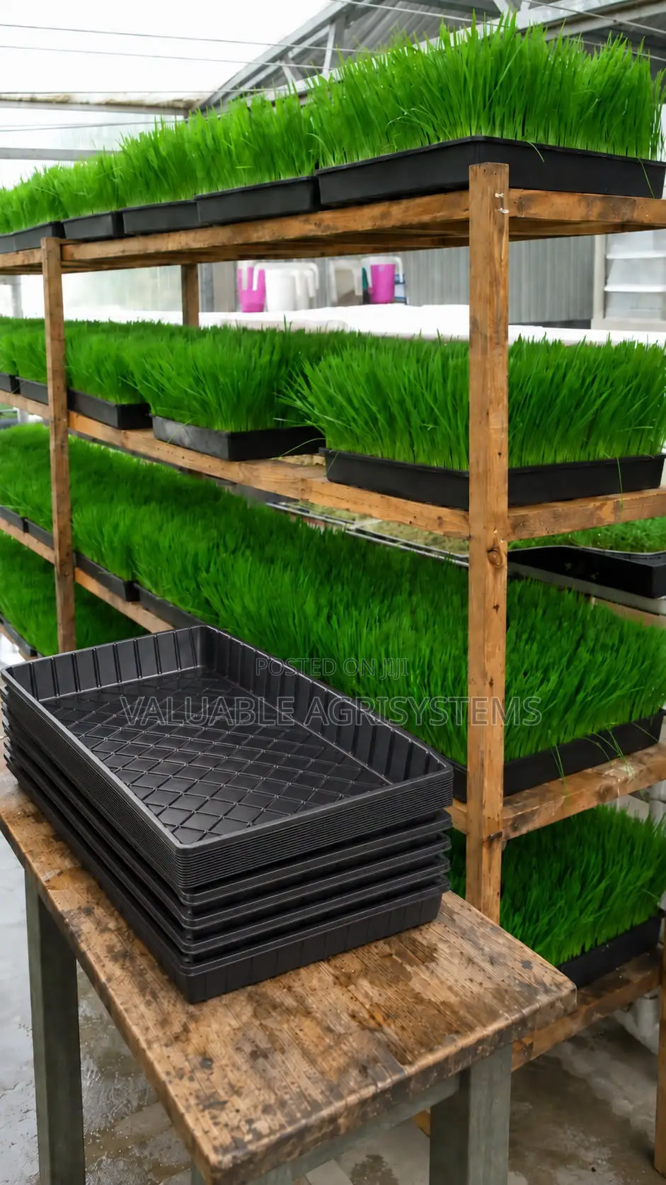 Hydroponics Fodder Trays