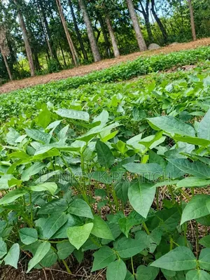 Vvegetables and Fruit