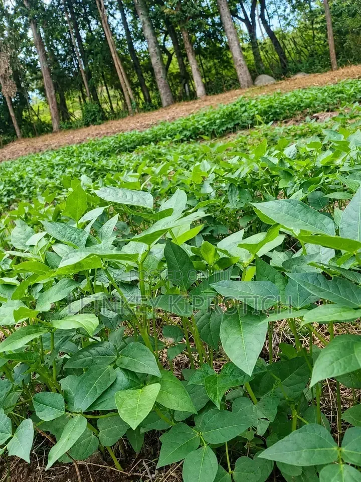 Vvegetables and Fruit