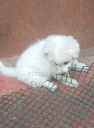 1-3 months Male Purebred Havanese