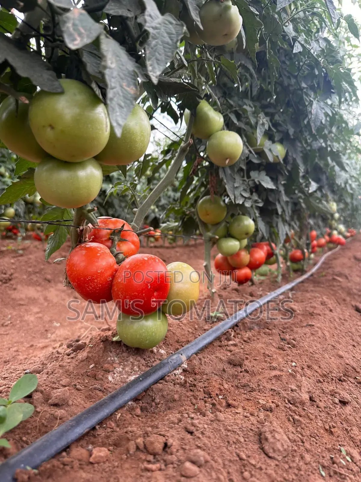 Tomato Full 110 Kg Crate