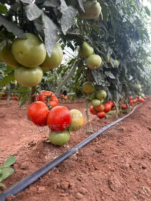 Tomato Full 110 Kg Crate